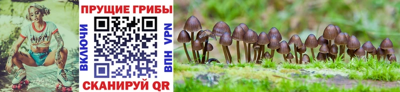 Галлюциногенные грибы Psilocybine cubensis  Суоярви 